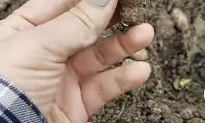 夏旱之后又秋涝,一位河南农户的花生抢收战