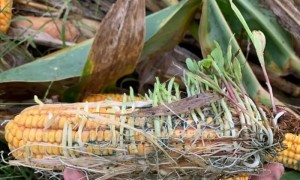 “看着满院发霉的玉米,想哭也哭不出” ,黄淮秋收调查